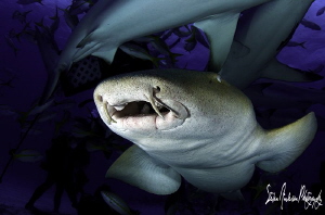 A Nurse Shark in for a chance to catch scraps that have f... by Steven Anderson 